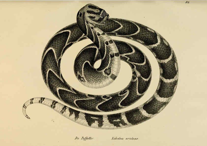 Reproducción/Reproduction 6059782444: Naturgeschichte und Abbildungen der Reptilien Schaffhausen :Aus Brodtmann's lithographischer Kunstanstalt,1833