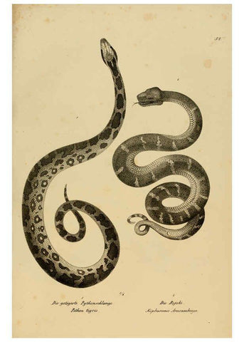 Reproducción/Reproduction 6059776180: Naturgeschichte und Abbildungen der Reptilien Schaffhausen :Aus Brodtmann's lithographischer Kunstanstalt,1833