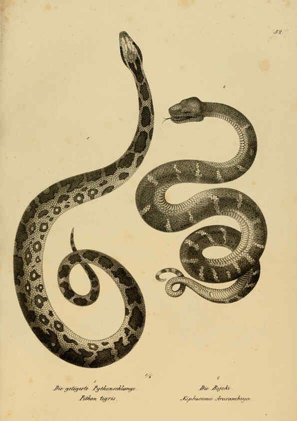 Reproducción/Reproduction 6059776180: Naturgeschichte und Abbildungen der Reptilien Schaffhausen :Aus Brodtmann's lithographischer Kunstanstalt,1833