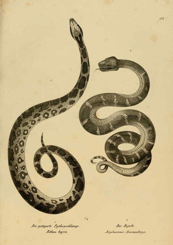 Reproducción/Reproduction 6059776180: Naturgeschichte und Abbildungen der Reptilien Schaffhausen :Aus Brodtmann's lithographischer Kunstanstalt,1833