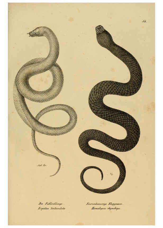 Reproducción/Reproduction 6059229205: Naturgeschichte und Abbildungen der Reptilien Schaffhausen :Aus Brodtmann's lithographischer Kunstanstalt,1833