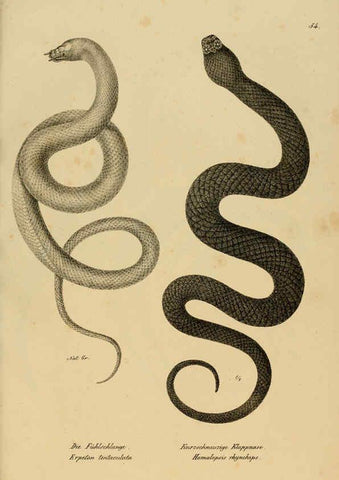 Reproducción/Reproduction 6059229205: Naturgeschichte und Abbildungen der Reptilien Schaffhausen :Aus Brodtmann's lithographischer Kunstanstalt,1833