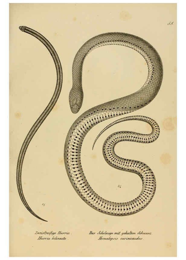 Reproducción/Reproduction 6059776838: Naturgeschichte und Abbildungen der Reptilien Schaffhausen :Aus Brodtmann's lithographischer Kunstanstalt,1833