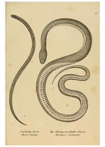 Reproducción/Reproduction 6059776838: Naturgeschichte und Abbildungen der Reptilien Schaffhausen :Aus Brodtmann's lithographischer Kunstanstalt,1833
