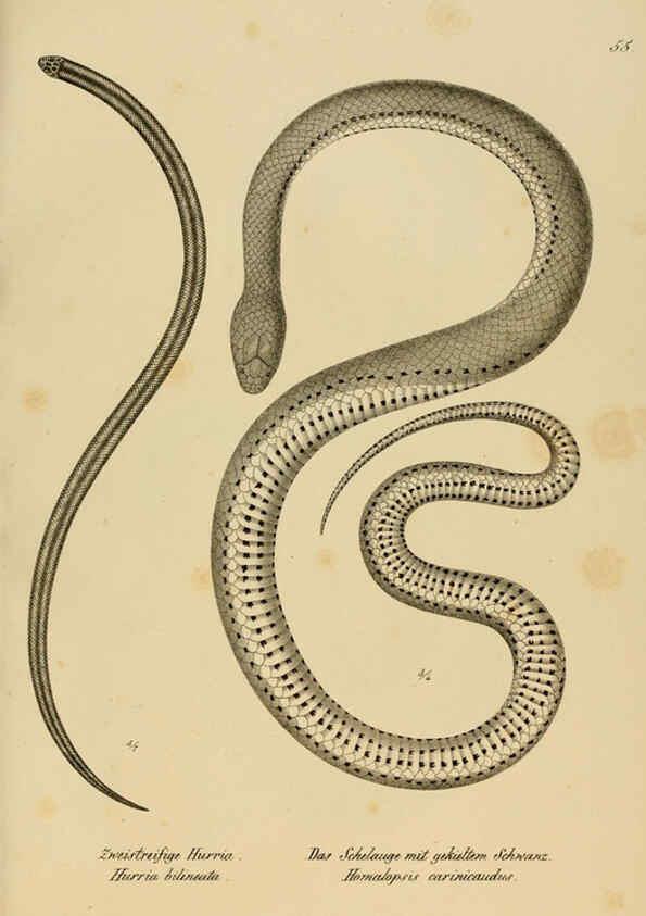 Reproducción/Reproduction 6059776838: Naturgeschichte und Abbildungen der Reptilien Schaffhausen :Aus Brodtmann's lithographischer Kunstanstalt,1833