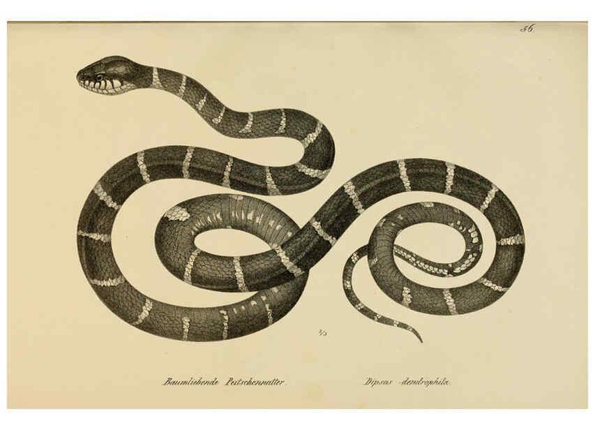 Reproducción/Reproduction 6059229603: Naturgeschichte und Abbildungen der Reptilien Schaffhausen :Aus Brodtmann's lithographischer Kunstanstalt,1833