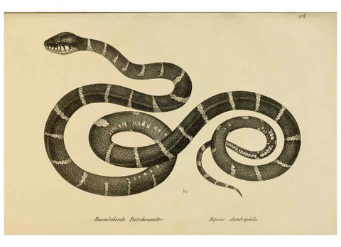Reproducción/Reproduction 6059229603: Naturgeschichte und Abbildungen der Reptilien Schaffhausen :Aus Brodtmann's lithographischer Kunstanstalt,1833