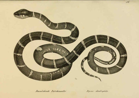 Reproducción/Reproduction 6059229603: Naturgeschichte und Abbildungen der Reptilien Schaffhausen :Aus Brodtmann's lithographischer Kunstanstalt,1833