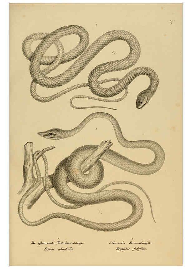 Reproducción/Reproduction 6059229831: Naturgeschichte und Abbildungen der Reptilien Schaffhausen :Aus Brodtmann's lithographischer Kunstanstalt,1833