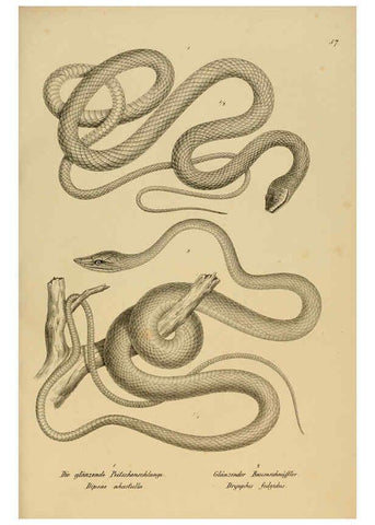 Reproducción/Reproduction 6059229831: Naturgeschichte und Abbildungen der Reptilien Schaffhausen :Aus Brodtmann's lithographischer Kunstanstalt,1833