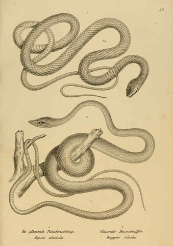 Reproducción/Reproduction 6059229831: Naturgeschichte und Abbildungen der Reptilien Schaffhausen :Aus Brodtmann's lithographischer Kunstanstalt,1833