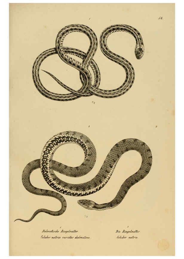 Reproducción/Reproduction 6059230035: Naturgeschichte und Abbildungen der Reptilien Schaffhausen :Aus Brodtmann's lithographischer Kunstanstalt,1833