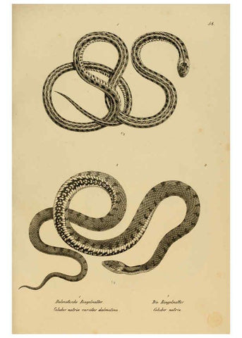 Reproducción/Reproduction 6059230035: Naturgeschichte und Abbildungen der Reptilien Schaffhausen :Aus Brodtmann's lithographischer Kunstanstalt,1833