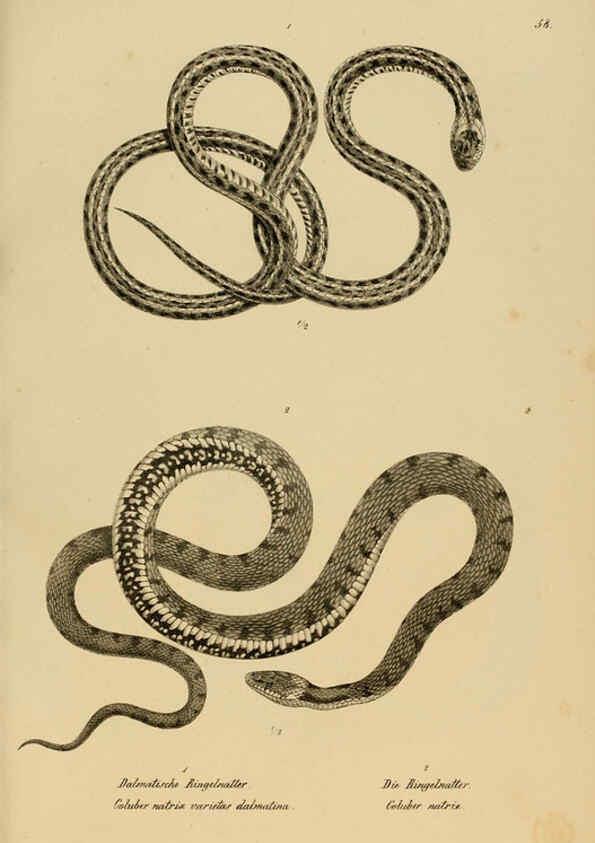 Reproducción/Reproduction 6059230035: Naturgeschichte und Abbildungen der Reptilien Schaffhausen :Aus Brodtmann's lithographischer Kunstanstalt,1833
