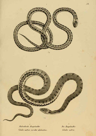 Reproducción/Reproduction 6059230035: Naturgeschichte und Abbildungen der Reptilien Schaffhausen :Aus Brodtmann's lithographischer Kunstanstalt,1833