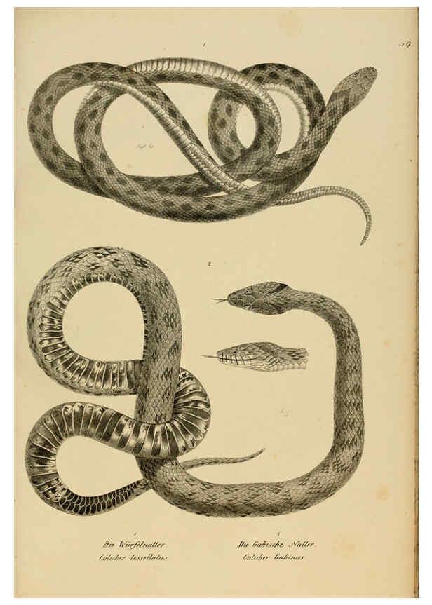 Reproducción/Reproduction 6059777678: Naturgeschichte und Abbildungen der Reptilien Schaffhausen :Aus Brodtmann's lithographischer Kunstanstalt,1833