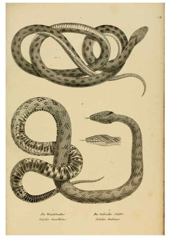 Reproducción/Reproduction 6059777678: Naturgeschichte und Abbildungen der Reptilien Schaffhausen :Aus Brodtmann's lithographischer Kunstanstalt,1833