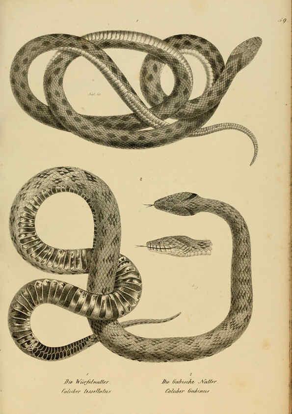 Reproducción/Reproduction 6059777678: Naturgeschichte und Abbildungen der Reptilien Schaffhausen :Aus Brodtmann's lithographischer Kunstanstalt,1833