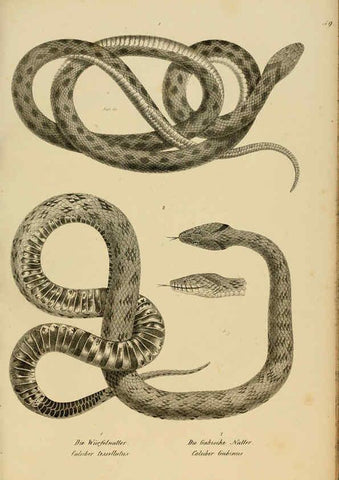 Reproducción/Reproduction 6059777678: Naturgeschichte und Abbildungen der Reptilien Schaffhausen :Aus Brodtmann's lithographischer Kunstanstalt,1833