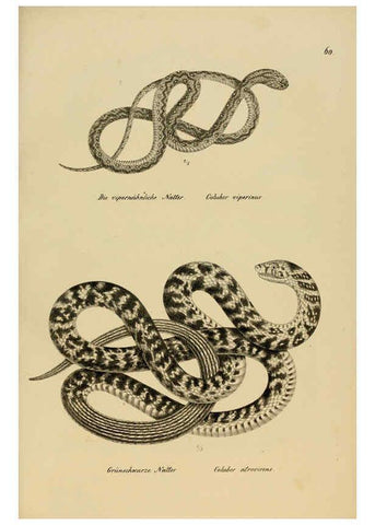 Reproducción/Reproduction 6059777852: Naturgeschichte und Abbildungen der Reptilien Schaffhausen :Aus Brodtmann's lithographischer Kunstanstalt,1833