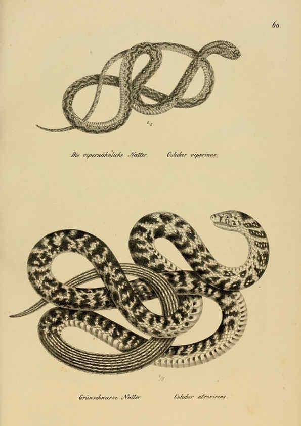 Reproducción/Reproduction 6059777852: Naturgeschichte und Abbildungen der Reptilien Schaffhausen :Aus Brodtmann's lithographischer Kunstanstalt,1833