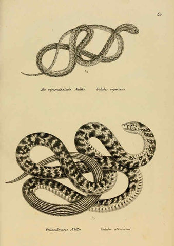 Reproducción/Reproduction 6059777852: Naturgeschichte und Abbildungen der Reptilien Schaffhausen :Aus Brodtmann's lithographischer Kunstanstalt,1833