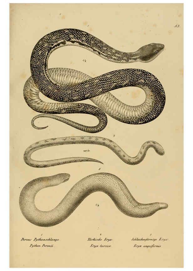 Reproducción/Reproduction 6059229011: Naturgeschichte und Abbildungen der Reptilien Schaffhausen :Aus Brodtmann's lithographischer Kunstanstalt,1833