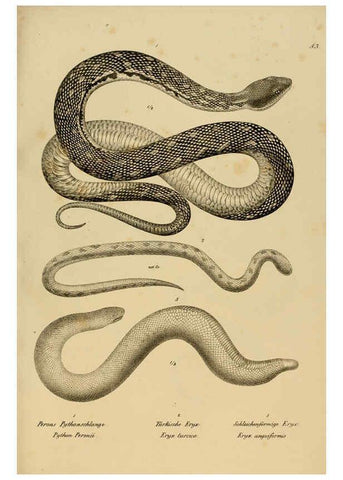 Reproducción/Reproduction 6059229011: Naturgeschichte und Abbildungen der Reptilien Schaffhausen :Aus Brodtmann's lithographischer Kunstanstalt,1833