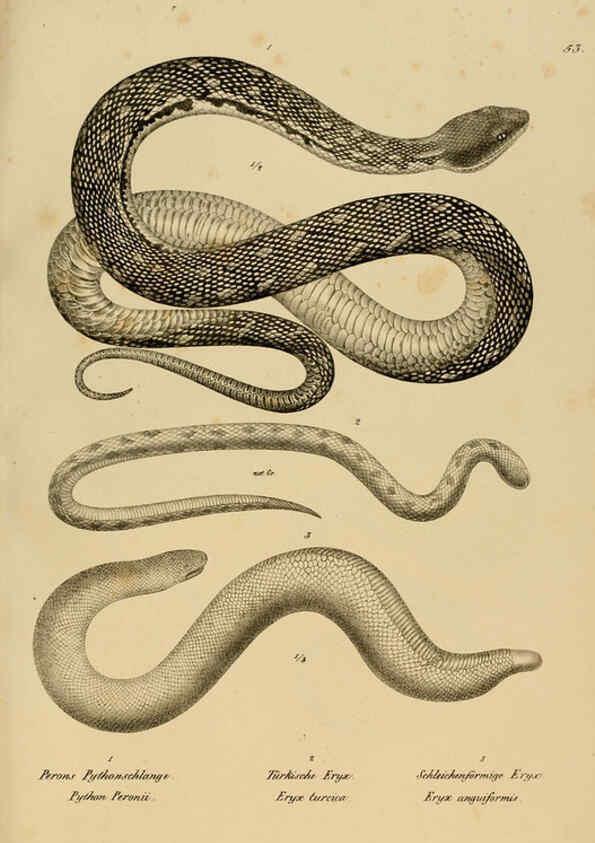 Reproducción/Reproduction 6059229011: Naturgeschichte und Abbildungen der Reptilien Schaffhausen :Aus Brodtmann's lithographischer Kunstanstalt,1833