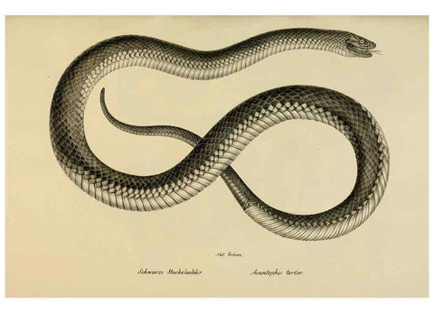 Reproducción/Reproduction 6059235051: Naturgeschichte und Abbildungen der Reptilien Schaffhausen :Aus Brodtmann's lithographischer Kunstanstalt,1833