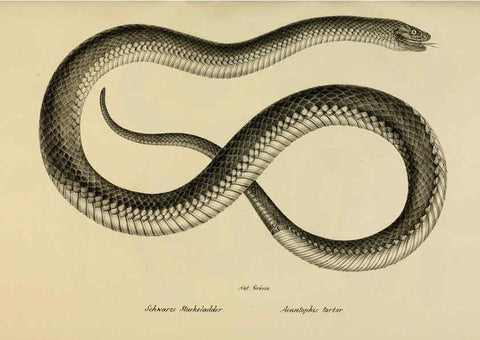 Reproducción/Reproduction 6059235051: Naturgeschichte und Abbildungen der Reptilien Schaffhausen :Aus Brodtmann's lithographischer Kunstanstalt,1833