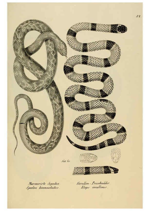 Reproducción/Reproduction 6059235255: Naturgeschichte und Abbildungen der Reptilien Schaffhausen :Aus Brodtmann's lithographischer Kunstanstalt,1833