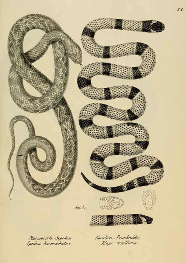 Reproducción/Reproduction 6059235255: Naturgeschichte und Abbildungen der Reptilien Schaffhausen :Aus Brodtmann's lithographischer Kunstanstalt,1833