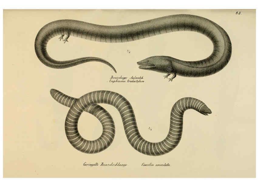 Reproducción/Reproduction 6059783172: Naturgeschichte und Abbildungen der Reptilien Schaffhausen :Aus Brodtmann's lithographischer Kunstanstalt,1833