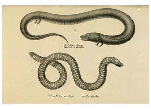 Reproducción/Reproduction 6059783172: Naturgeschichte und Abbildungen der Reptilien Schaffhausen :Aus Brodtmann's lithographischer Kunstanstalt,1833