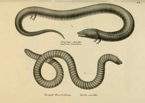 Reproducción/Reproduction 6059783172: Naturgeschichte und Abbildungen der Reptilien Schaffhausen :Aus Brodtmann's lithographischer Kunstanstalt,1833