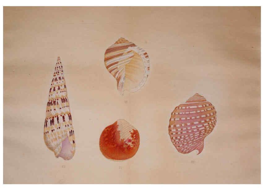Reproducción/Reproduction 6059265685: Kaisenshu. v.1. Kyoto :Yamada Naozoburo,1914-1915