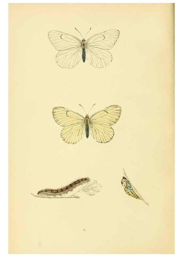 Reproducción/Reproduction 6073601274: A history of British butterflies London :John C. Nimmo,1890