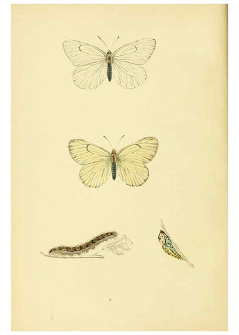 Reproducción/Reproduction 6073601274: A history of British butterflies London :John C. Nimmo,1890