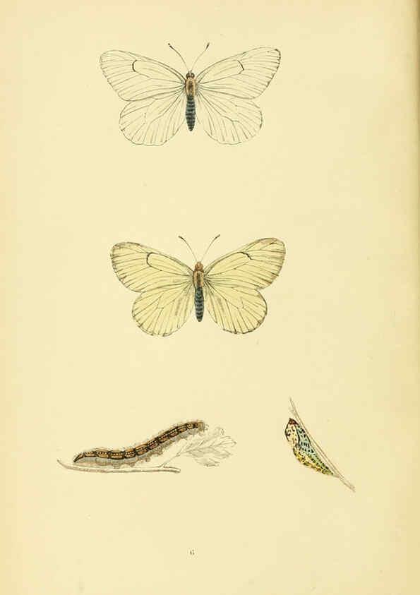 Reproducción/Reproduction 6073601274: A history of British butterflies London :John C. Nimmo,1890