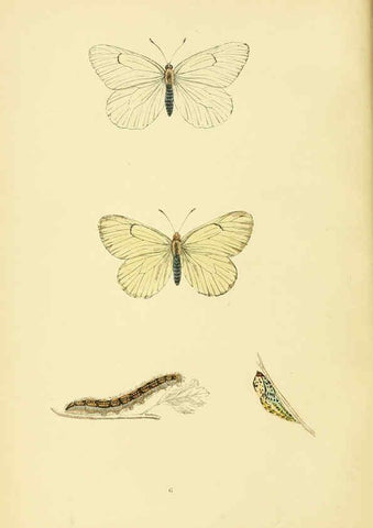 Reproducción/Reproduction 6073601274: A history of British butterflies London :John C. Nimmo,1890