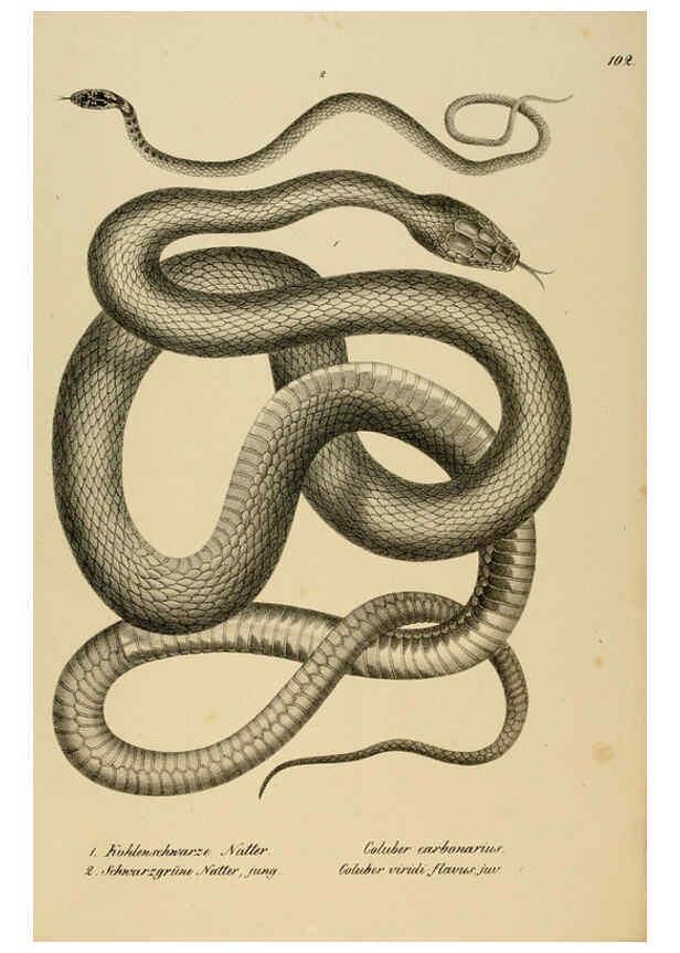 Reproducción/Reproduction 6059240223: Naturgeschichte und Abbildungen der Reptilien Schaffhausen :Aus Brodtmann's lithographischer Kunstanstalt,1833