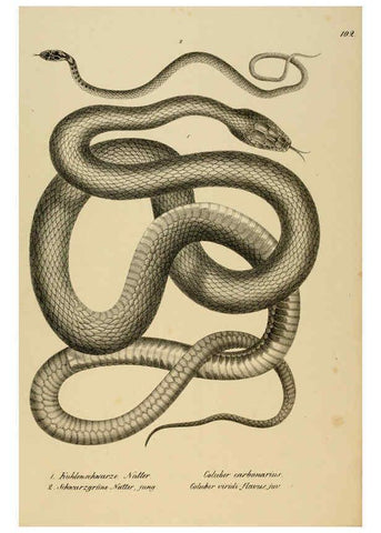Reproducción/Reproduction 6059240223: Naturgeschichte und Abbildungen der Reptilien Schaffhausen :Aus Brodtmann's lithographischer Kunstanstalt,1833