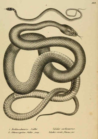 Reproducción/Reproduction 6059240223: Naturgeschichte und Abbildungen der Reptilien Schaffhausen :Aus Brodtmann's lithographischer Kunstanstalt,1833