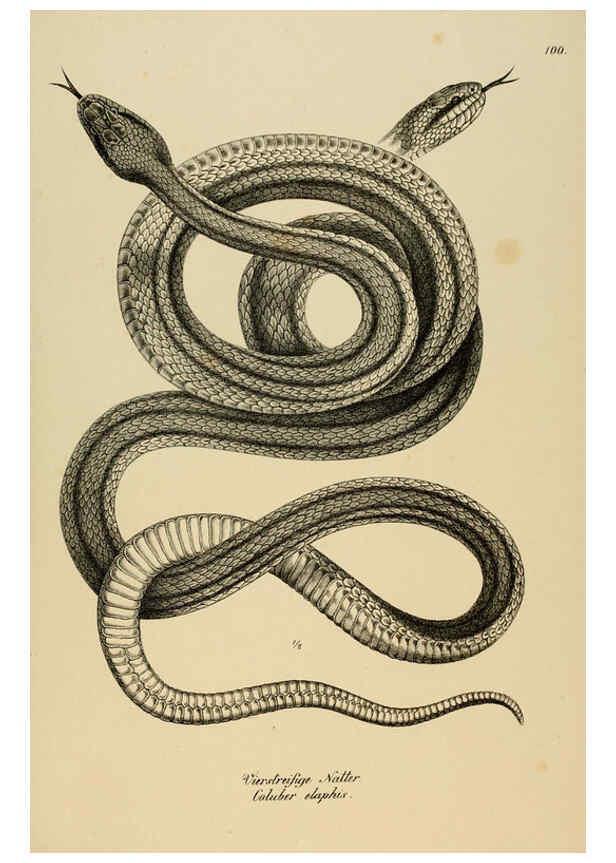 Reproducción/Reproduction 6059787270: Naturgeschichte und Abbildungen der Reptilien Schaffhausen :Aus Brodtmann's lithographischer Kunstanstalt,1833