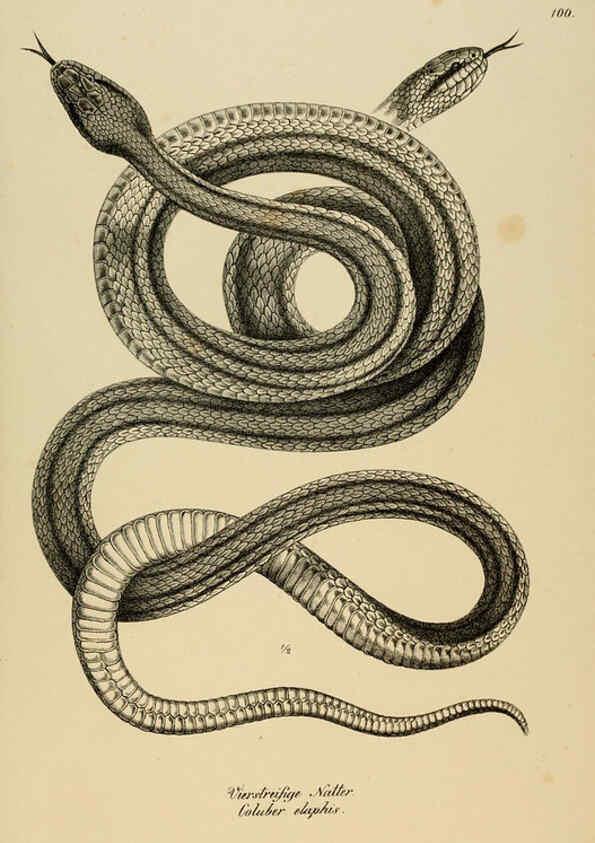 Reproducción/Reproduction 6059787270: Naturgeschichte und Abbildungen der Reptilien Schaffhausen :Aus Brodtmann's lithographischer Kunstanstalt,1833
