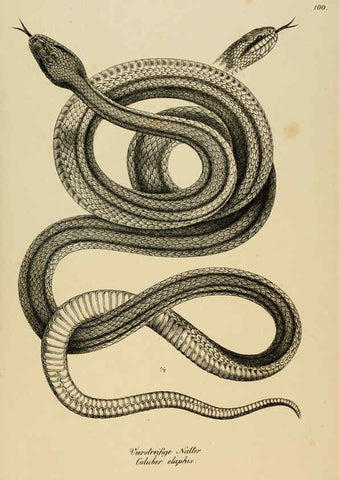Reproducción/Reproduction 6059787270: Naturgeschichte und Abbildungen der Reptilien Schaffhausen :Aus Brodtmann's lithographischer Kunstanstalt,1833