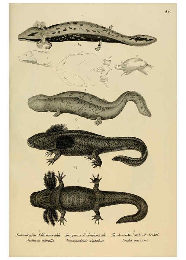 Reproducción/Reproduction 6059235693: Naturgeschichte und Abbildungen der Reptilien Schaffhausen :Aus Brodtmann's lithographischer Kunstanstalt,1833