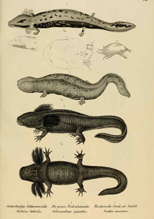 Reproducción/Reproduction 6059235693: Naturgeschichte und Abbildungen der Reptilien Schaffhausen :Aus Brodtmann's lithographischer Kunstanstalt,1833