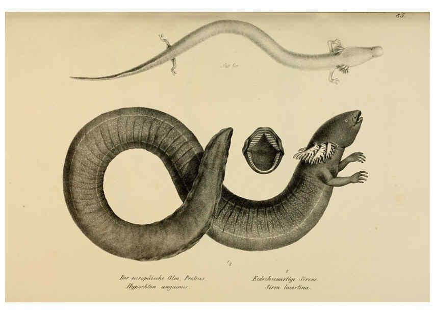 Reproducción/Reproduction 6059235885: Naturgeschichte und Abbildungen der Reptilien Schaffhausen :Aus Brodtmann's lithographischer Kunstanstalt,1833